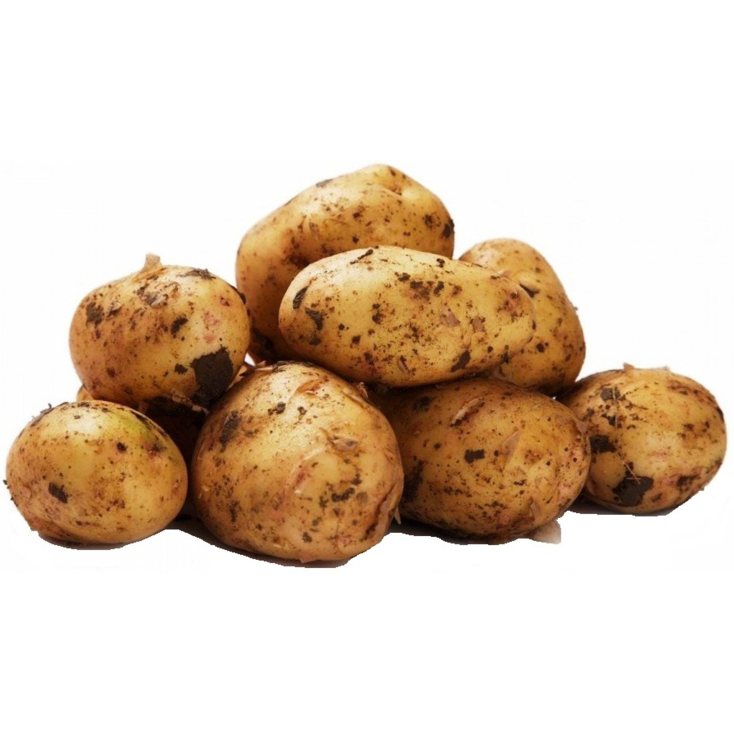 Белый картофель весовой (средний вес: 1200 г)